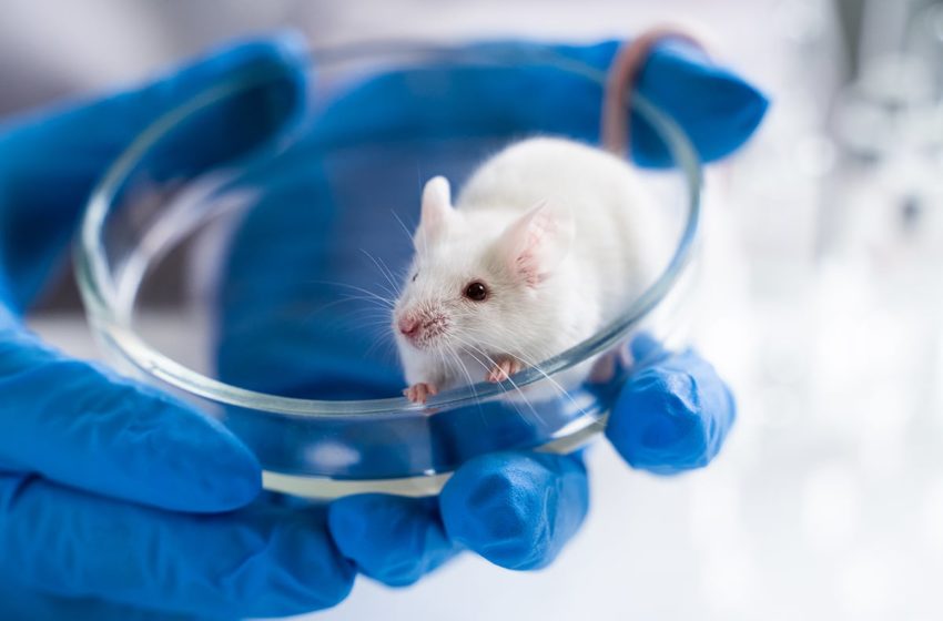  Les cellules responsables de l’aversion à la nicotine identifiées chez des souris