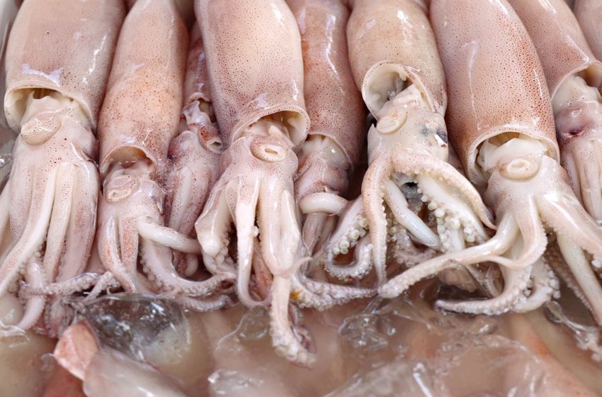  Le génome du calamar géant enfin dévoilé