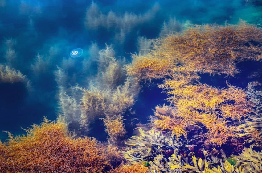 Des algues pour réduire les gaz à effet de serre