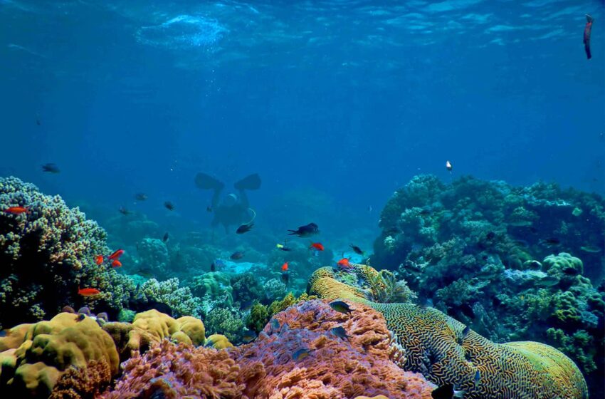  Le récif le plus grand et profond du monde mis au jour au large de Tahiti