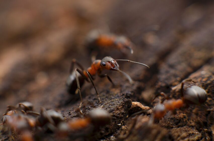 ant, insect, macro