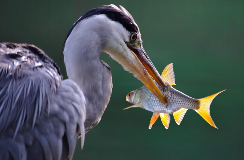 grey heron, bird, fish