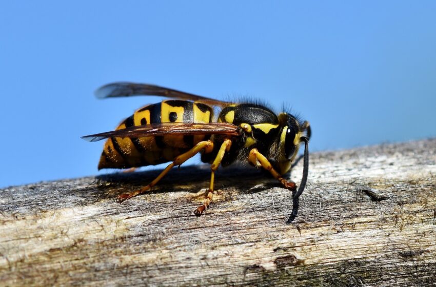 hornet, insect, wasp